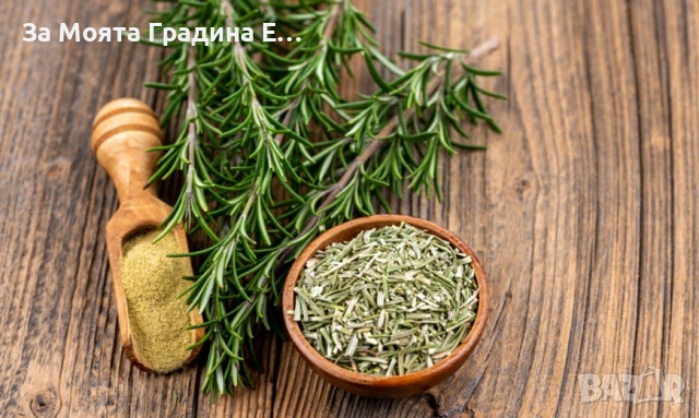 Розмарин , снимка 2 - Градински цветя и растения - 53635525