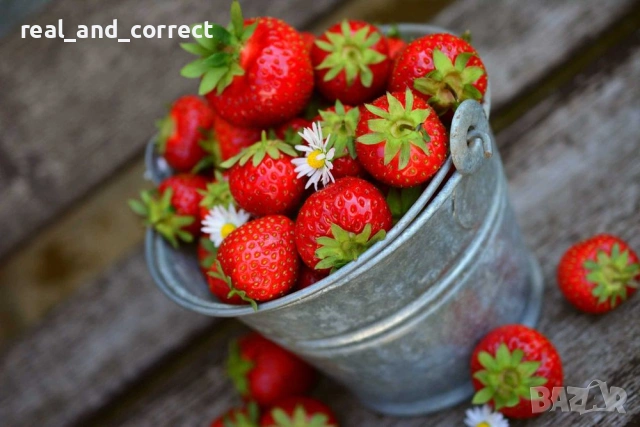 ВЪЛШЕБЕН Целогодишен Разсад Корени - Ягоди и Малини, снимка 2 - Разсади - 53687906