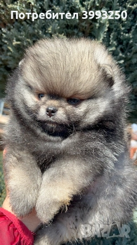 Мини момчета померан, снимка 5 - Померан - 53803711