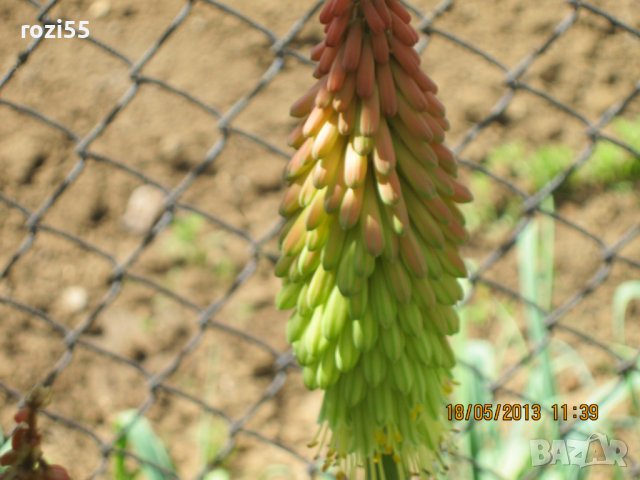 Градински цветя., снимка 7 - Градински цветя и растения - 40231126