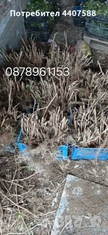 Разсад ягоди и малини , снимка 8 - Разсади - 49802462