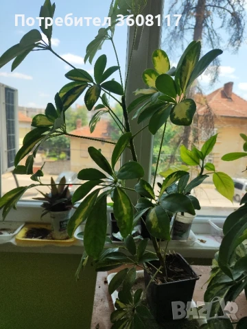 шефлери , снимка 3 - Стайни растения - 50628849