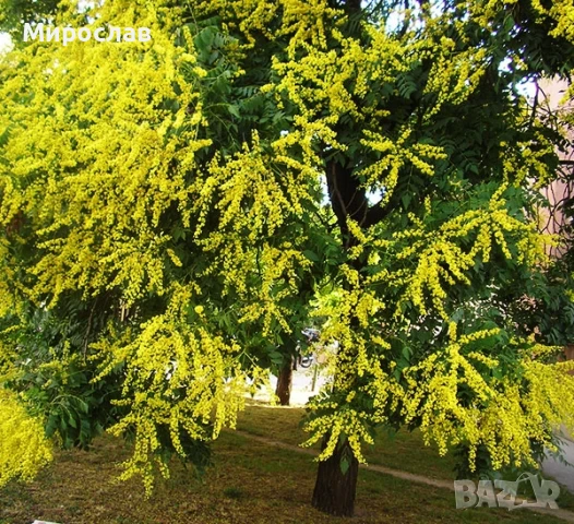 Продавам декоративно растение Китайски мехурник (Koelreuteria paniculata), снимка 11 - Градински цветя и растения - 51422603