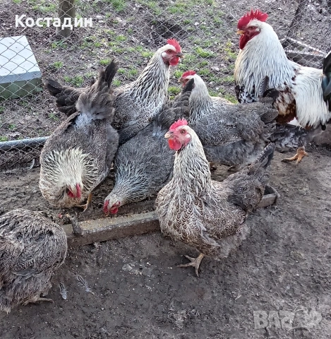 Разподни яйца , снимка 5 - Кокошки и пуйки - 53142090