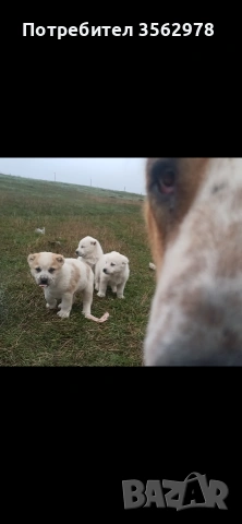 САО Алабай , снимка 8 - Алабай - 53299923