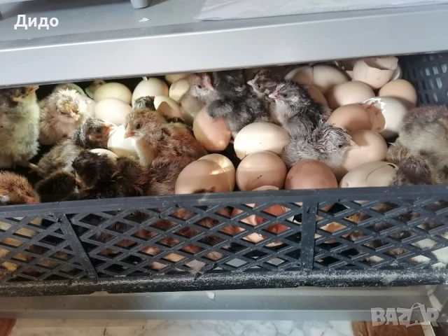 Катунски пилета , снимка 3 - Кокошки и пуйки - 53673683