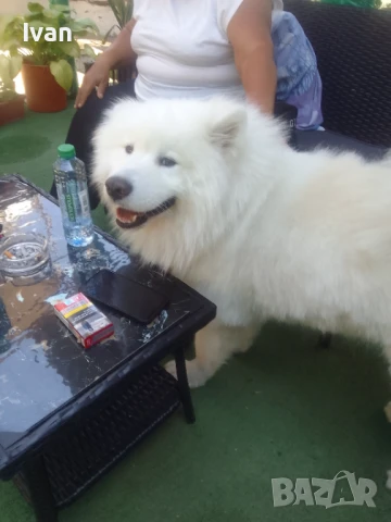 Самоед. За разплод , снимка 1