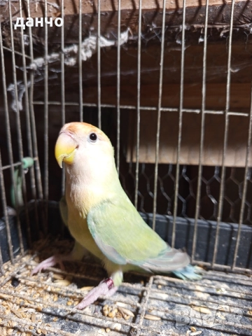 продавам неразделка , снимка 4 - Папагали - 51630295