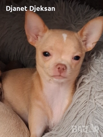 Продавам малко чихуа