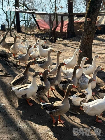 гъски, снимка 2 - други­ - 53673395