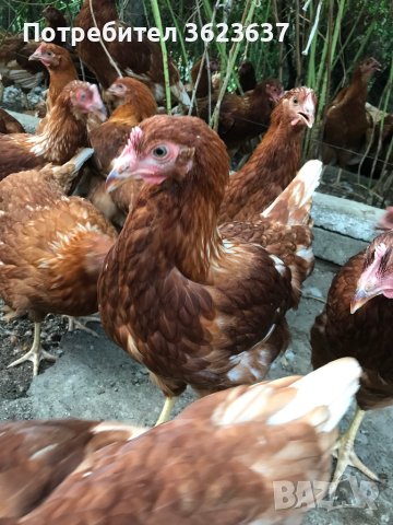 Ярки Ломан Браун , снимка 4 - Кокошки и пуйки - 41759230