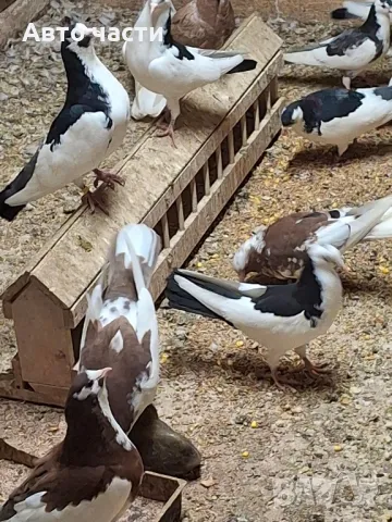 пазарджишки гълаби , снимка 4 - Гълъби - 48938177