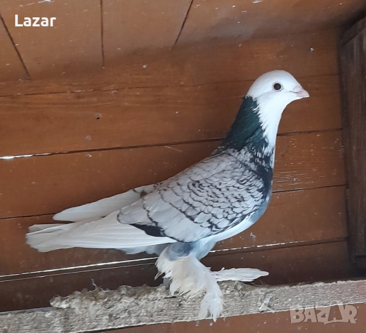 Продавам гълъбите от снимките