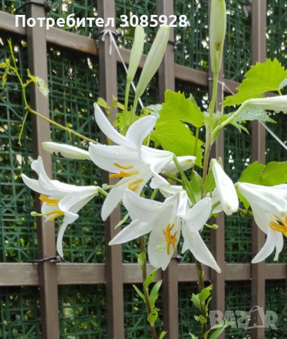 🎉Заявки пролет до март или есента Божествено ухание Бял лилиум (Lilium candidum,  White lily), снимка 2 - Градински цветя и растения - 41484830