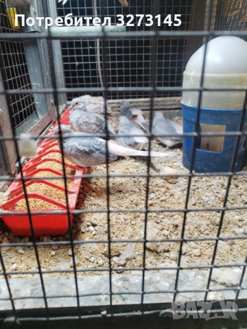 Свободни корели, розели, амадинки, диамантени гугутки и Скумрйки! , снимка 5 - Папагали - 52871472