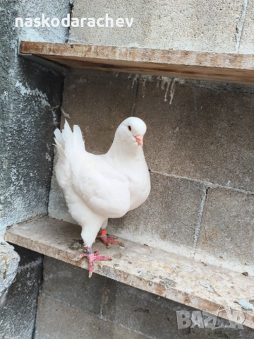 Гълъби порода Америка Кинг, Кингове, снимка 8 - Гълъби - 52411130