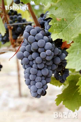 Продавам грозде, снимка 1
