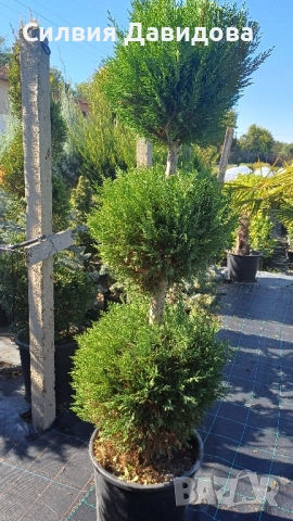 Лейландски кипарис щам топка, пон пон, спирала, снимка 13 - Градински цветя и растения - 52501247