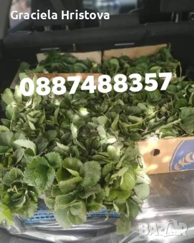 Продавам разсад ягоди , снимка 6 - Градински цветя и растения - 53679981