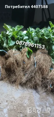 Разсад Ягоди Целогодишни Сортове, снимка 9 - Разсади - 56368977