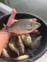 Зарибителен материал шаран, снимка 6