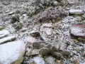 Градински студоустойчиви кактуси, снимка 11
