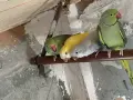 Малки Александъри Папагали, снимка 4