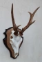 Трофей от сръндак.Рога., снимка 2