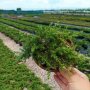 Juniperus Green Carpet, Хвойна Зелен Килим!!!, снимка 6