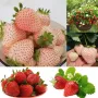 100 високо качествени семена от плод бяла ягода органични плодови ягодови семена от вкусни ягоди отл, снимка 3