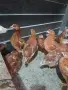 Ярки ломан Браун , снимка 2