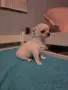 Чихуахуа момченца, снимка 4