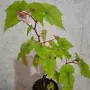 Стайни   Бегонии, снимка 2