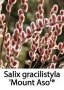 Върба - Salix gracilistyla 'Mount Aso' ( грацилистяла' моунт асо' ), снимка 10