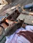 Търсим добри нови стопани за тези две котенца.Те са майка и дъщеря и  двете са супер игриви, снимка 1
