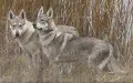 Чехословашки вълчак , снимка 5