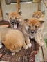 Продавам кученца Шиба Ину, снимка 8