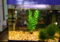 Аквариуми, снимка 1