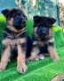 Немски овчарки, снимка 5