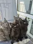 Котенца Мейн-Кун , снимка 1