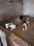 подарявам кученца 1 женско 3 момчета, снимка 2