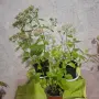 Лечебна Дебела Мара комплект , снимка 2