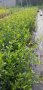 Пираканта, снимка 1 - Градински цветя и растения - 11461545