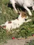 🐶 Продава се чистокръвен Джак Ръсел ❤️, снимка 7