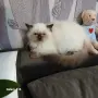 Коте порода Регдол, снимка 1