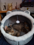 Плюшено легло и къща 2в1 за котки с уши и играчка, Пухкаво за вашата котка или друг домашен любимец