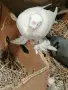 декоративни гълъби само днес 3 евро броя,взети всички 3 евро , снимка 6