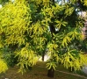 Продавам декоративно растение Китайски мехурник (Koelreuteria paniculata), снимка 11