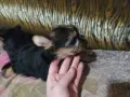Мини йоркширски териер-женско кученце, снимка 3