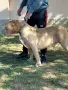 Американско були , снимка 8